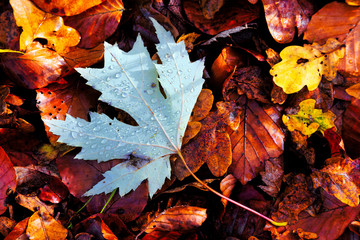 Wall Mural - Autumn leaves