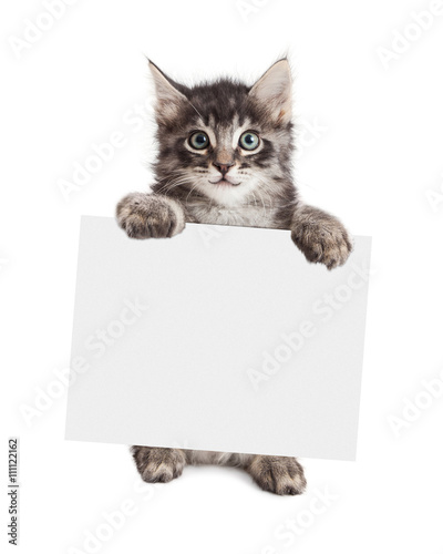 Smiling Cat Holding White Banner #Holding #Banner #Cat #Smiling #White Smiling c