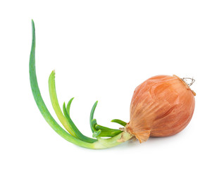 Poster - Onion with fresh green sprout