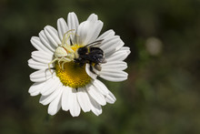 Bumble Bee Being Eaten By A Crab Spider On A Daisy