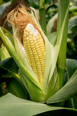 Wall Mural - Closeup corn on the stalk