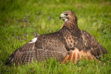 Poster - looking from the back, a red tailed hawk on the ground with wings spread out facing to the left and showing feather detail