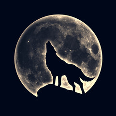 Naklejka na meble Wyjący wilk, księżyc w pełni
