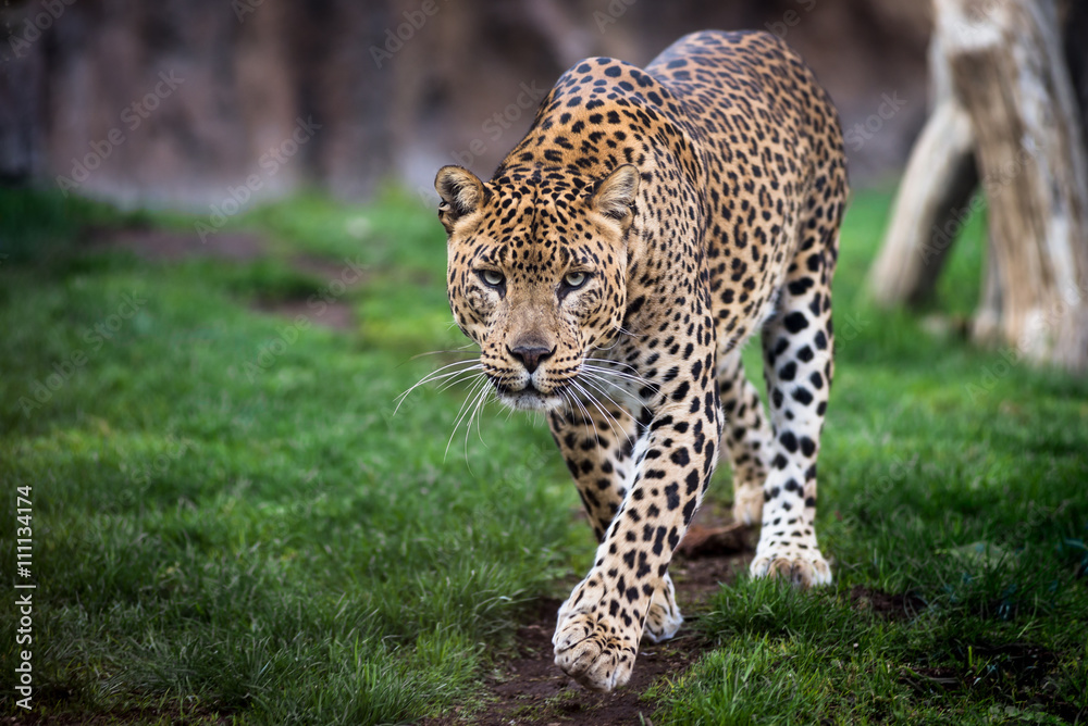 Leopard in front walking - obrazy, fototapety, plakaty 