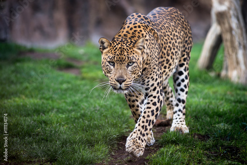 Leopard in front walking Fototapeta