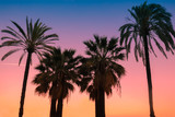 Fototapeta  - Vintage tropic palm trees against sky at sunset light