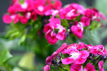 Fotomurales - Pink flowers and green foliage