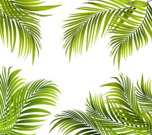 Green Leaf Of Palm Tree Background