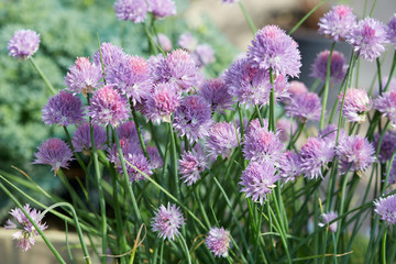 Wall Mural - chives, allium schoenoprasum purple flowers and leaves