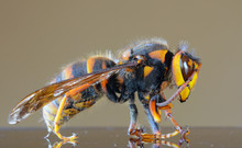 Japanese Giant Hornet Closeup Macro, Also Called Giant Sparrow Bee