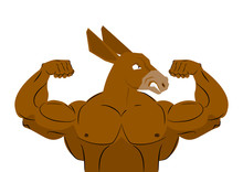 Wild Strong Donkey Athlete. Aggressive Fitness Animal. Wild Anim