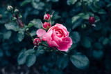 Pink rose with dark green leaves growing in rose garden