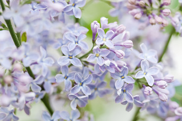 Wall Mural - Blooming lilac bush. Flower petals macro view. soft focus. soft focus, shallow depth of field