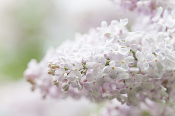Wall Mural - White lilac flowers macro view. Springtime composition. soft focus