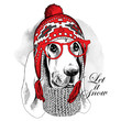 The poster with the image of the dog Basset Hound in the Chullo long knit hat and with glasses. Vector illustration.