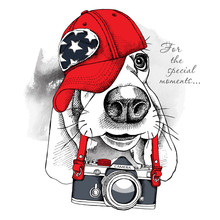 The Poster With The Image Of The Dog Basset Hound With The Camera. Vector Illustration.
