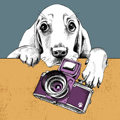 Wall Mural - The poster with a portrait of the dog Basset Hound with the camera. Vector illustration.