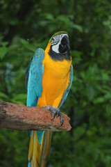 Canvas Print - a picture of a large parrot