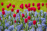 Fototapeta Tulipany - Tulip. Beautiful bouquet of tulips. colorful tulips. tulips in spring, colourful tulip