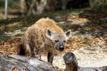 Canvas Print - a large male hyena on the prowl