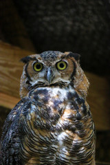 Sticker - a great horned owl in a cage