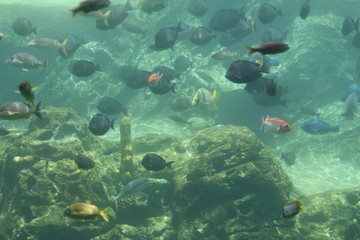 Wall Mural - fish swimming in an underwater reef