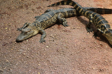 Sticker - a small american alligator in the water