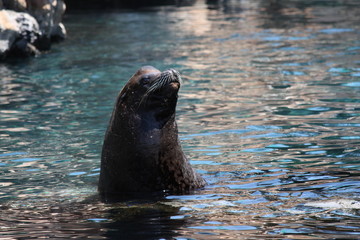 Canvas Print - a large adult male sea lion