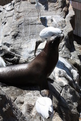 Canvas Print - a large adult male sea lion