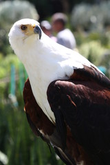 Sticker - a close up of an african fish eagle