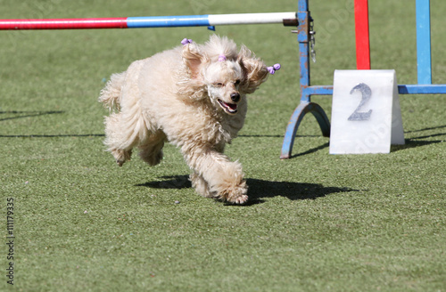Fotografija Dog a poodle at training on Dog agility
