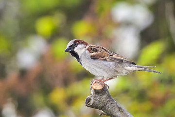 Wall Mural - house sparrow