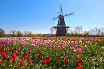 wooden windmill in holland michigan - surrounded by spring tulips