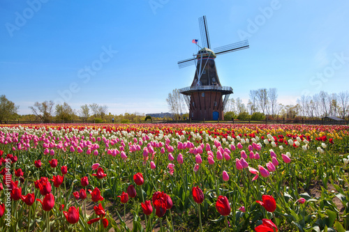 Fotografia Wooden Windmill in Holland Michigan - Surrounded by spring tulips
