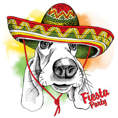 Wall Mural - The poster with the image of the dog Basset Hound in the Mexico sombrero. Vector illustration.