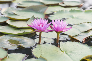 two lotus flowers