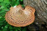 Fototapeta Lawenda - Mushrooms on the tree 