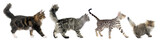 Fototapeta Koty - four walking cats