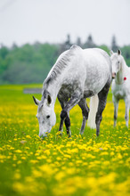 Gray Horse Grazing In Dandelion Field