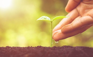 Wall Mural - Hand watering a tree growing on fertile soil with green and yellow bokeh background / nurturing baby plant / protect nature