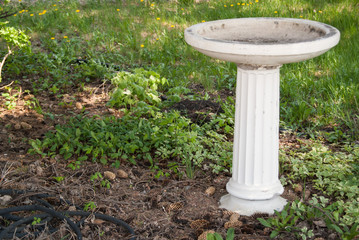 Empty white birdbath in a garden with pine cones