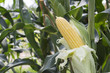 corn on stalk in the field