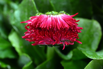 Fotomurales - Close up of pink daisy flower