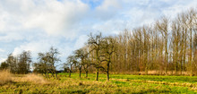Row Of Bare Old Apple Trees In A Dutch Polder