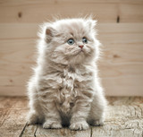 Fototapeta Koty - beautiful small kitten