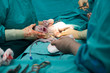 © DedOK Studio - Real operation for cesarean section with new born infant in operating theater.