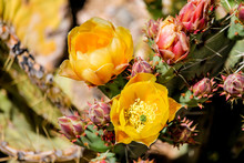Delicate, Fragile Yellow Flowers Blossom In Springtime On A Prickly Pear Cactus, In The Sonoran Desert South Of Aguila, Arizona.