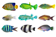 Set Of Sea Nr.3- Reef Fish On White Background