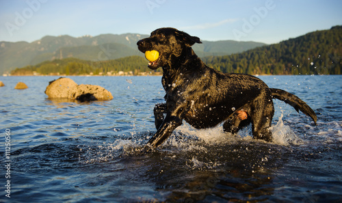 Fotografía Black Labrador Retriever dog running through shallow water fetching a yellow ten