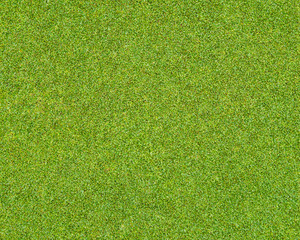 Wall Mural - Background and texture of Beautiful green grass pattern from golf course